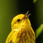 bird image